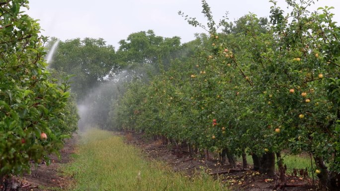 有灌溉系统的苹果园