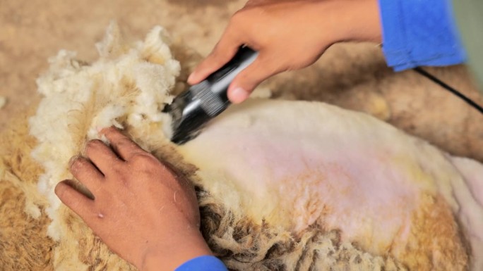 在印度尼西亚的一个乡村农场，农民们正在剪羊的背。羊被放在地上。中杯。