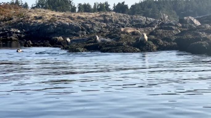 海豹跳入水中海狮水边