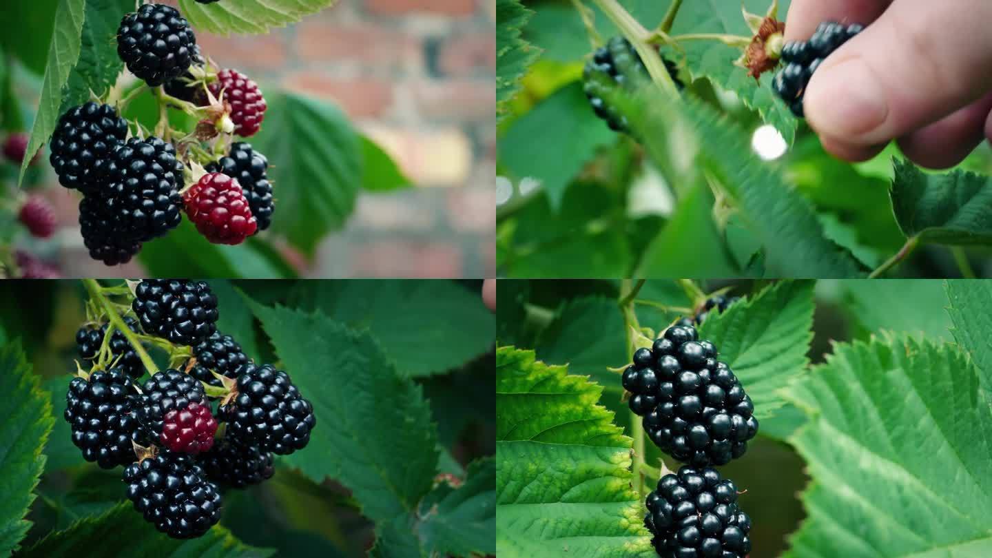 采摘黑莓的人4次采摘水果