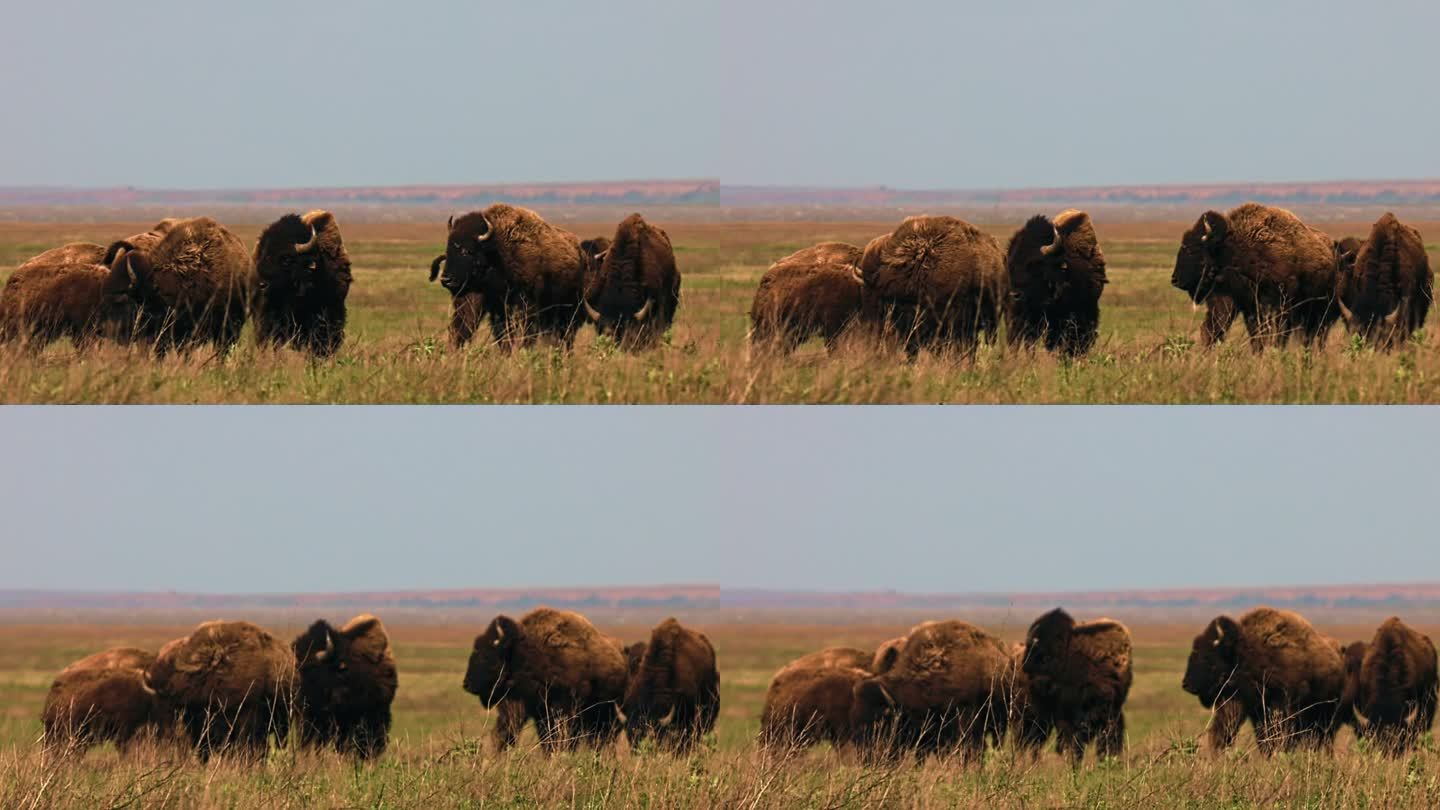 野牛在大草原上安详地吃草。野牛在春天换毛。野牛在田野里行走。在刮风的日子里从很远的地方看。慢动作12