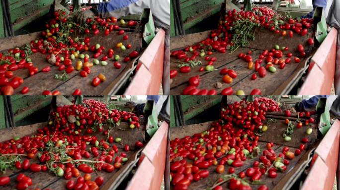 意大利的农业活动:工业化番茄收获
