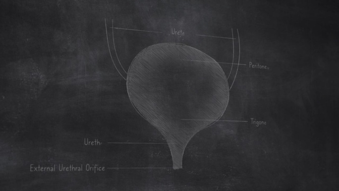 三维人体膀胱解剖手绘在黑板上
