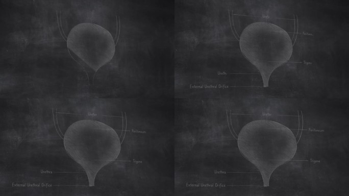 三维人体膀胱解剖手绘在黑板上
