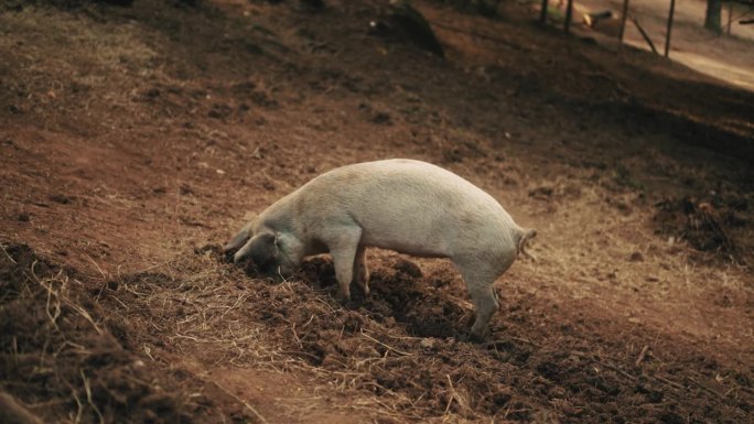 猪猪玩泥的电影视频