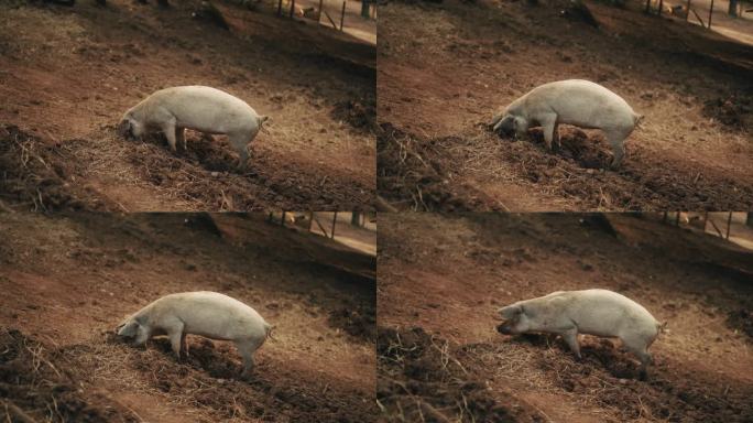 猪猪玩泥的电影视频