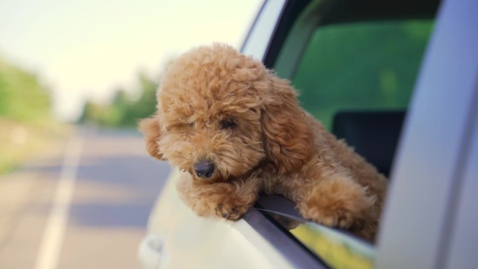 有趣的狗在旅行。快乐好奇的迷你狮子狗小狗狗旅行偷窥透过车窗