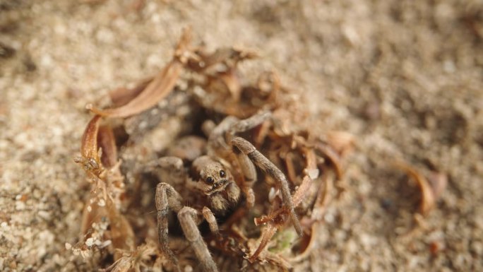 蜘蛛坐在沙洞的入口，直视镜头，微距变焦