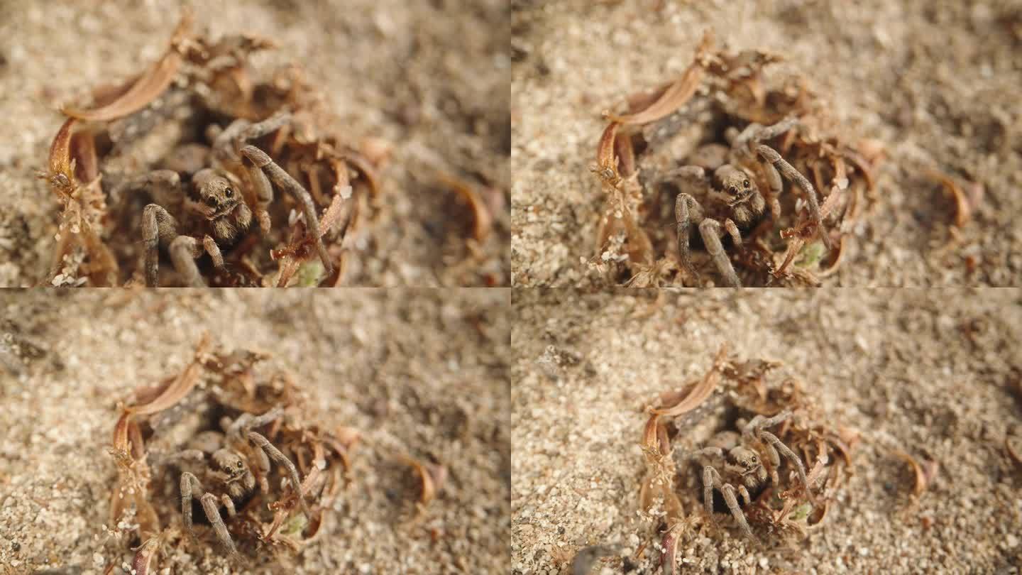 蜘蛛坐在沙洞的入口，直视镜头，微距变焦
