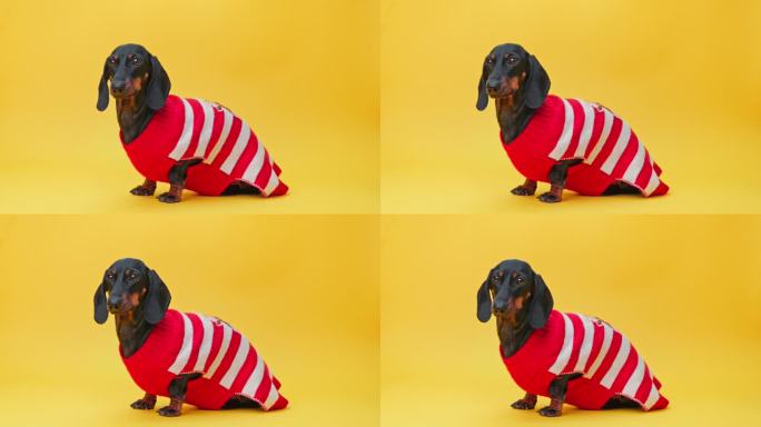 国内腊肠犬，红毛衣，黄墙
