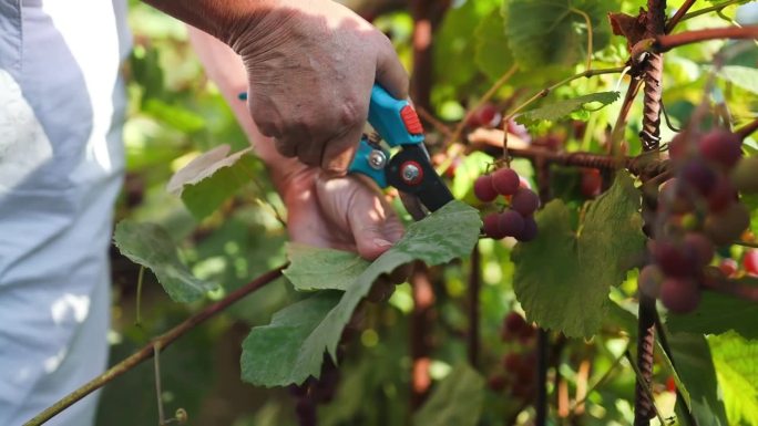 切一片葡萄叶。收获和葡萄栽培的概念。葡萄收获。为酿造白葡萄酒而在藤上拍摄成熟葡萄的特写。男人的手剪下