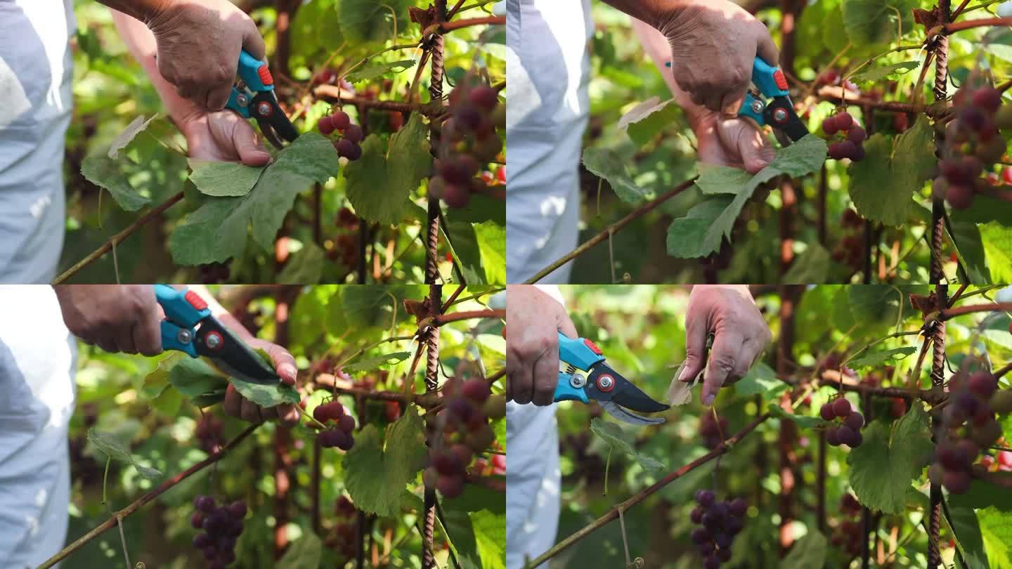 切一片葡萄叶。收获和葡萄栽培的概念。葡萄收获。为酿造白葡萄酒而在藤上拍摄成熟葡萄的特写。男人的手剪下
