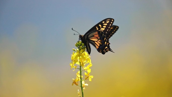 蝴蝶栖息在鲜黄色的野花上，然后飞走了
