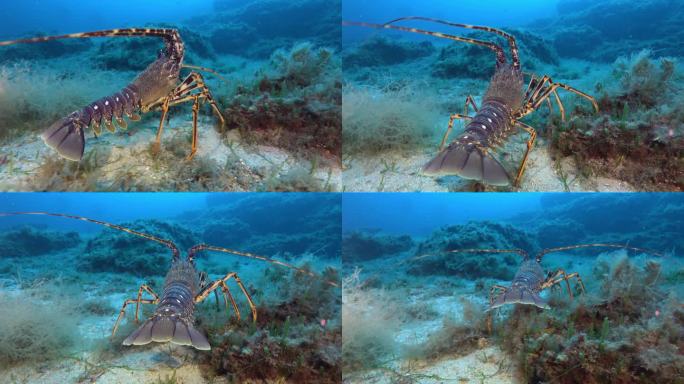 地中海龙虾在海底行走