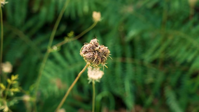 野生胡萝卜(Daucus carota)在绿色蕨类背景上闭合的花朵