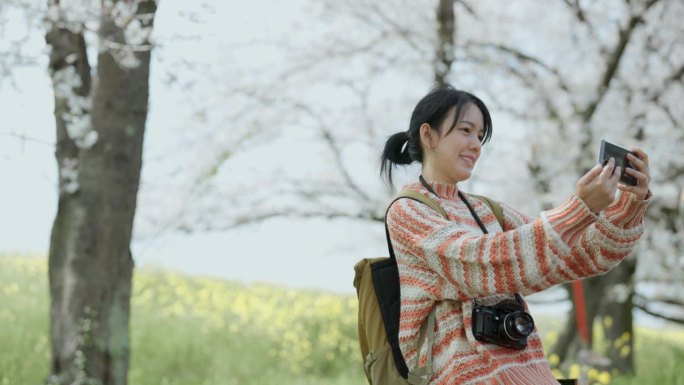 亚洲女游客在度假时用智能手机与樱花树自拍，并给男友发照片。