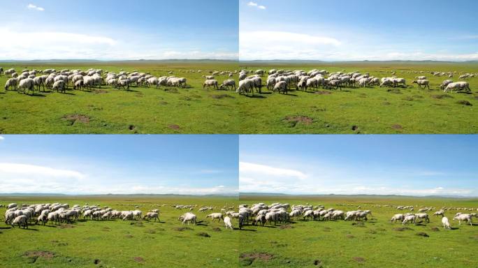 四川若尔盖草原牧羊群的普查图