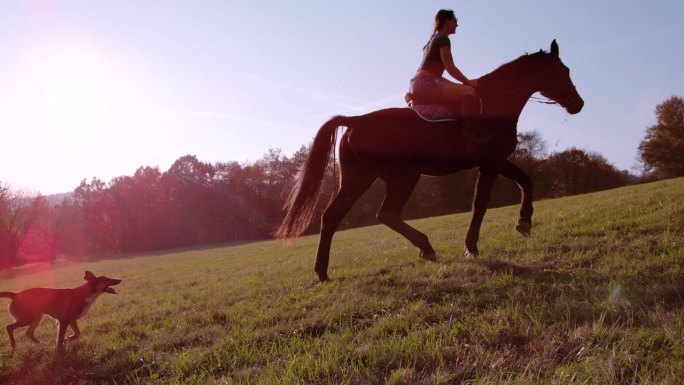 慢动作，镜头光晕:在一个阳光明媚的秋日里，狗跟在骑马的女士后面