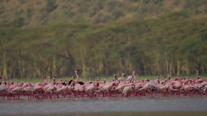 非洲肯尼亚纳库鲁湖上涉水的火烈鸟慢动作