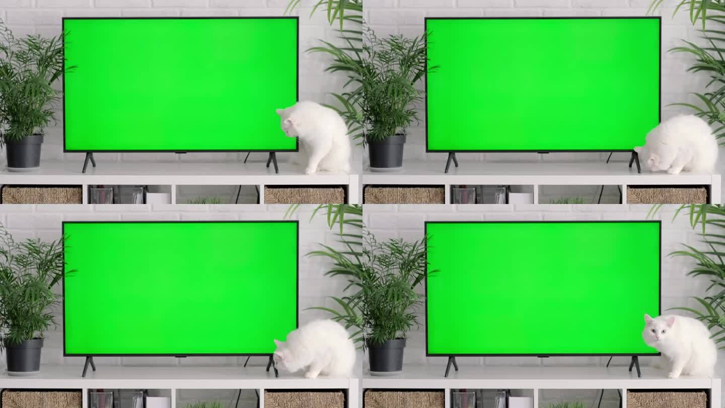 毛茸茸的白猫躺着，坐着，走着，睡着，在家里的绿色屏幕大电视旁放松，猫和小猫的商品广告，色度键。