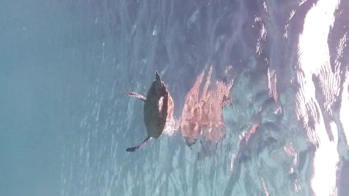 玳瑁龟悬浮在水蓝色的海洋上。浮出水面呼吸新鲜空气，打破清澈的海水表面，潜入深渊深处。垂直的画面。