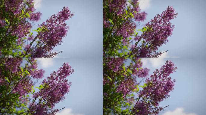 天空背景上的一枝紫丁香