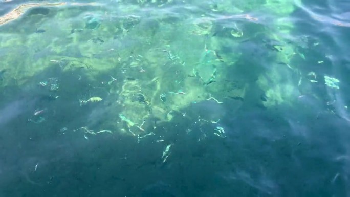 碧绿清澈的海水里，我喂着一群小鱼，望着成群的小鱼