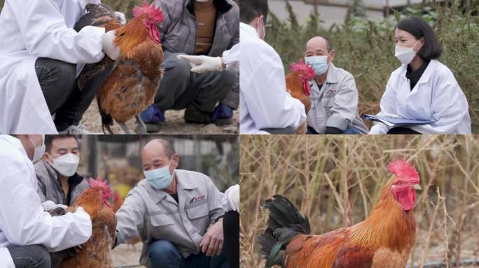 X112 农业 养鸡场 研究人员