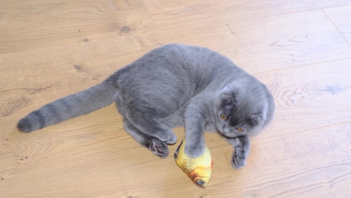 一只漂亮的灰色英国猫正在地板上玩一个柔软的玩具。活泼好动的宠物。
