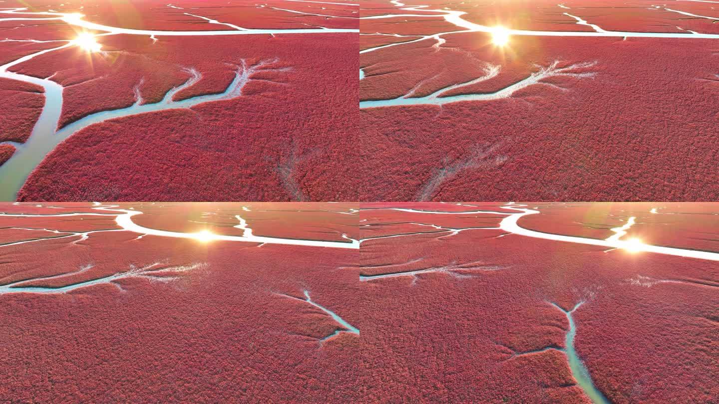 辽宁盘锦红海滩湿地生态绿水青山色彩丹顶鹤