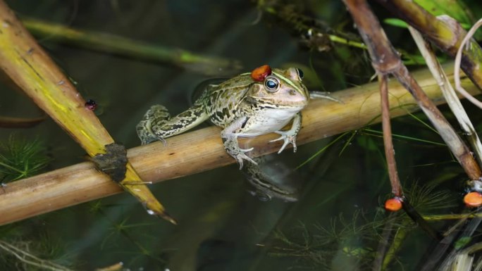 达摩塘蛙(Pelophylax porosus)在池塘水里张口唱歌