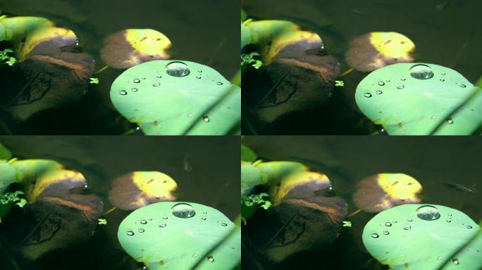 4K实拍夏日中式庭院里的古法养鱼金鱼缸
