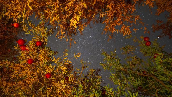 在伊朗，星星在夜空中旋转波斯民间传说文学在秋收季节，当地人睡在石榴园果园外面采摘水果，观看仙女座星系