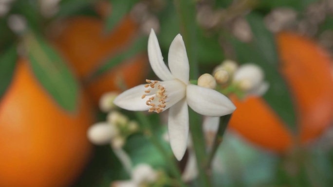 树上橙色花朵和果实的特写