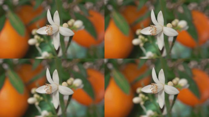 树上橙色花朵和果实的特写