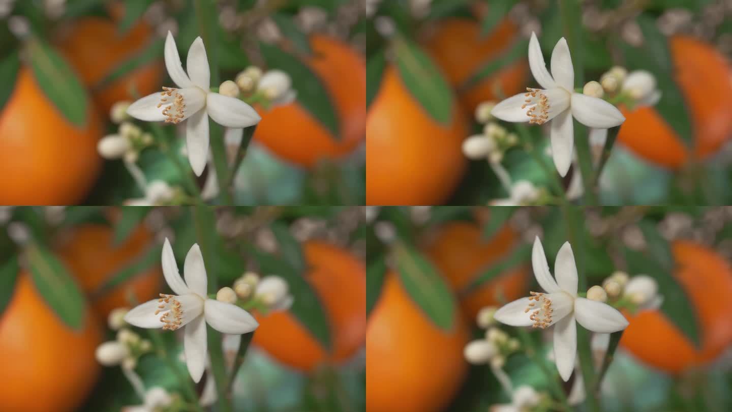 树上橙色花朵和果实的特写