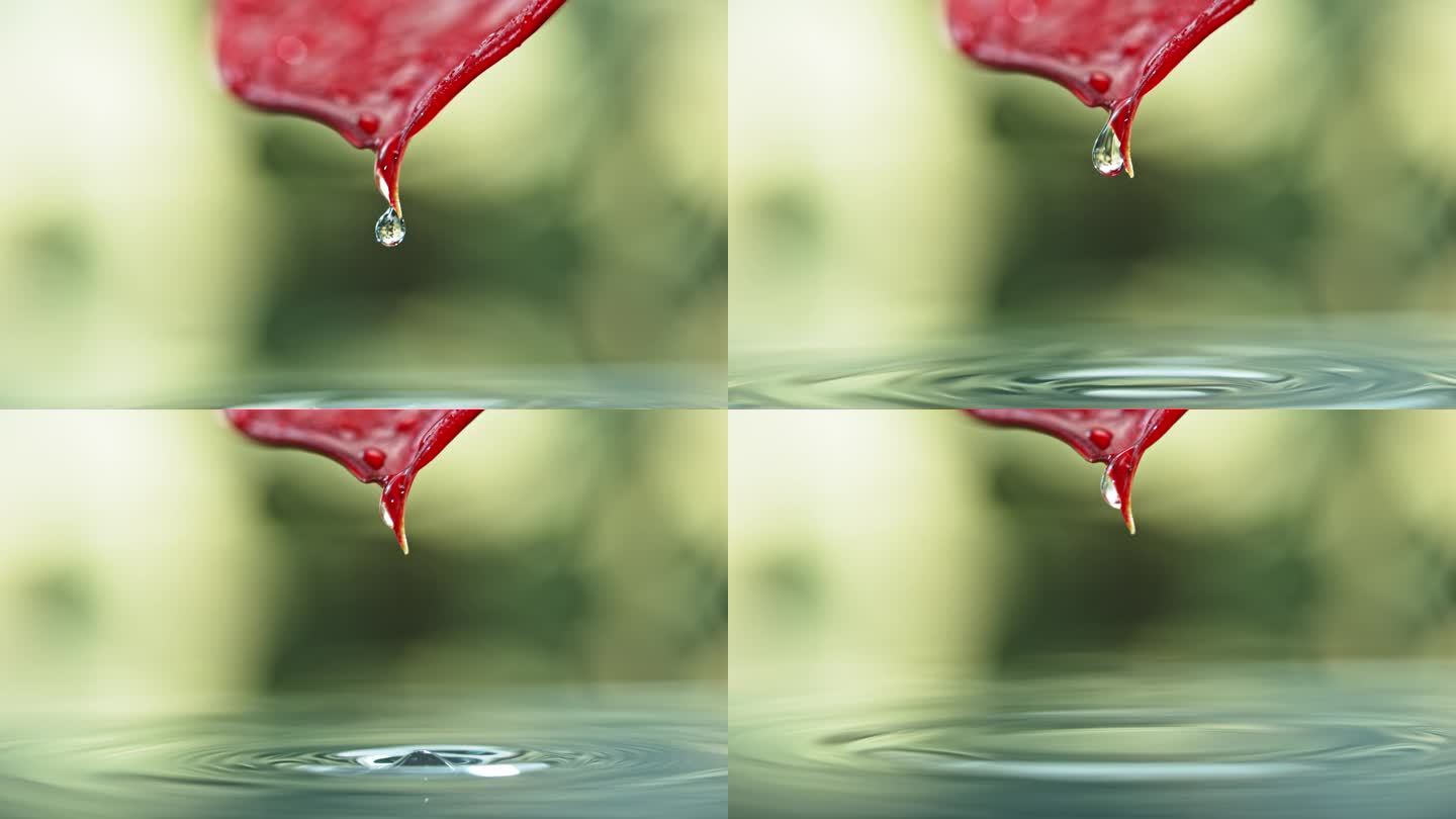 水从一片红叶上滴落下来，流进平静的水中