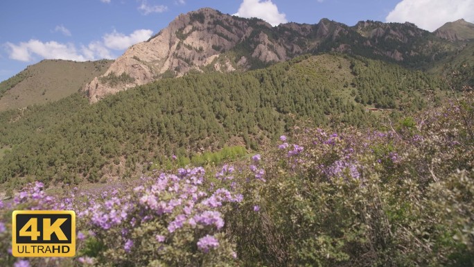 杜鹃花