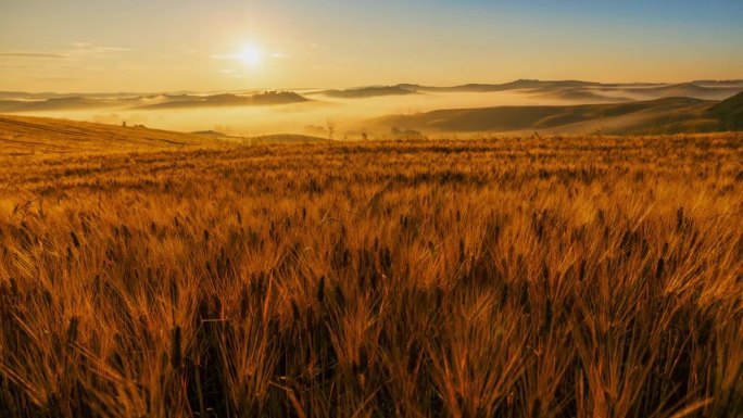延时风景秀丽，田园诗般的，金色的麦田，托斯卡纳