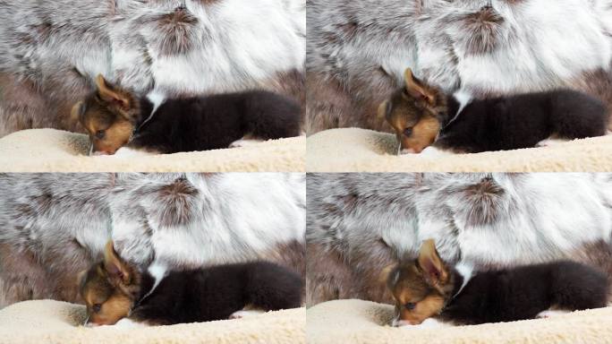 侧视图可爱的小柯基彭布罗克小狗躺在狗枕头上。