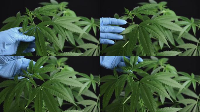医生为医学研究检查大麻植物。