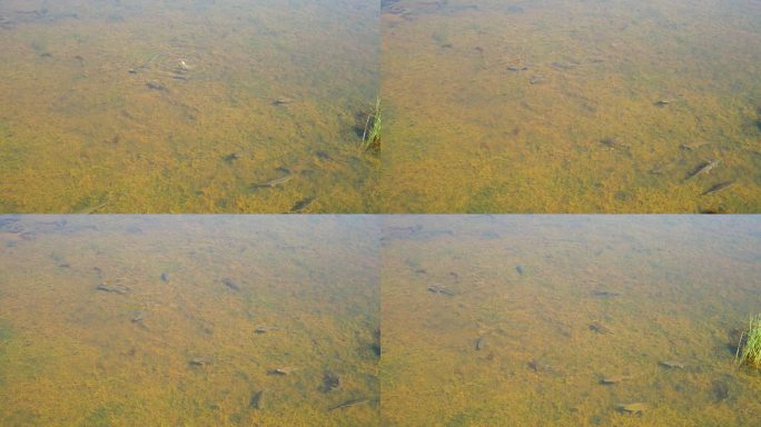 在若尔盖国家湿地公园游泳的一群鱼