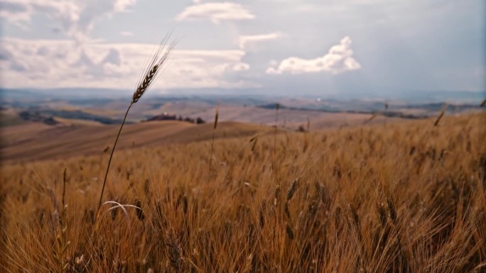 风景欣赏金色小麦作物在阳光明媚，夏日乡村，托斯卡纳