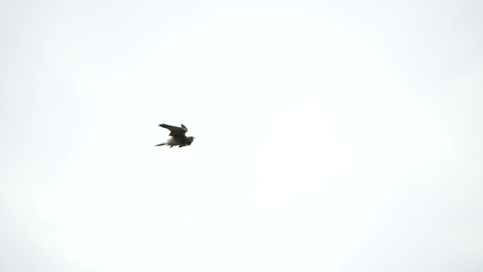 捕食者猎鹰在空中盘旋，在地面上寻找食物。翱翔的猎鹰或鹰冻结在地面上方的空中，准备冲下来捕食。慢动作