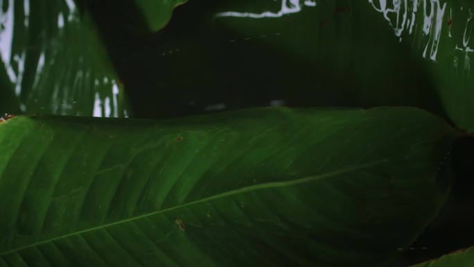 垂直视频:恢复活力的雨水倾泻在热带树叶上。缓慢的运动。