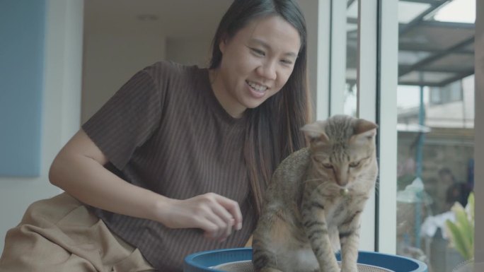 东南亚妇女在家与猫玩耍