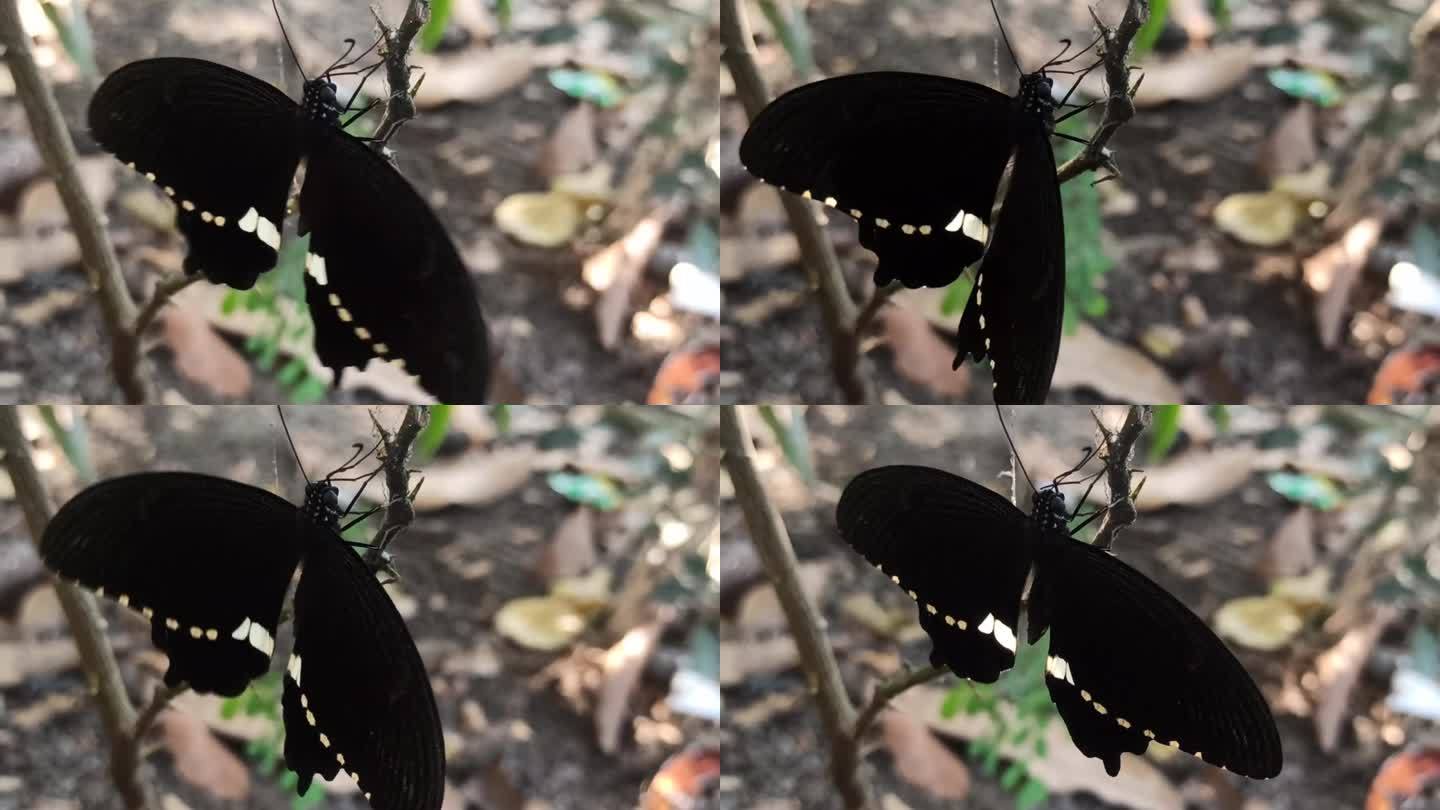 蝴蝶首先破茧而出生物多样性