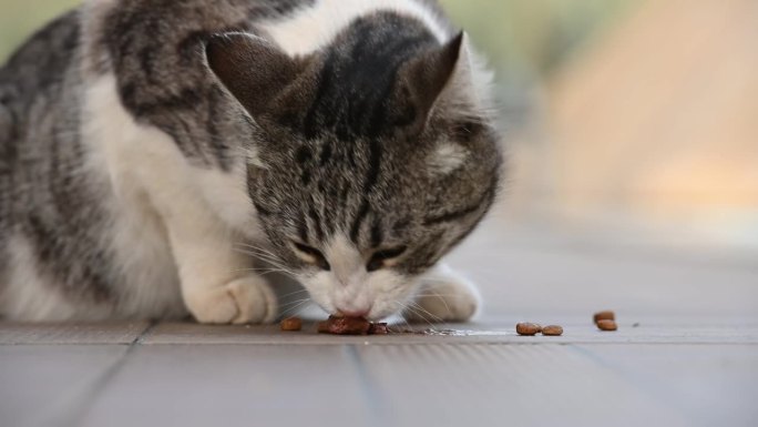 很饿的猫吃东西很快。