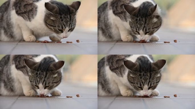 很饿的猫吃东西很快。