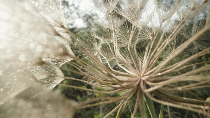 鹰角草一种成熟的鹰角草花，其种子以飞行降落伞的形式分散开来多莉滑块极端特写。